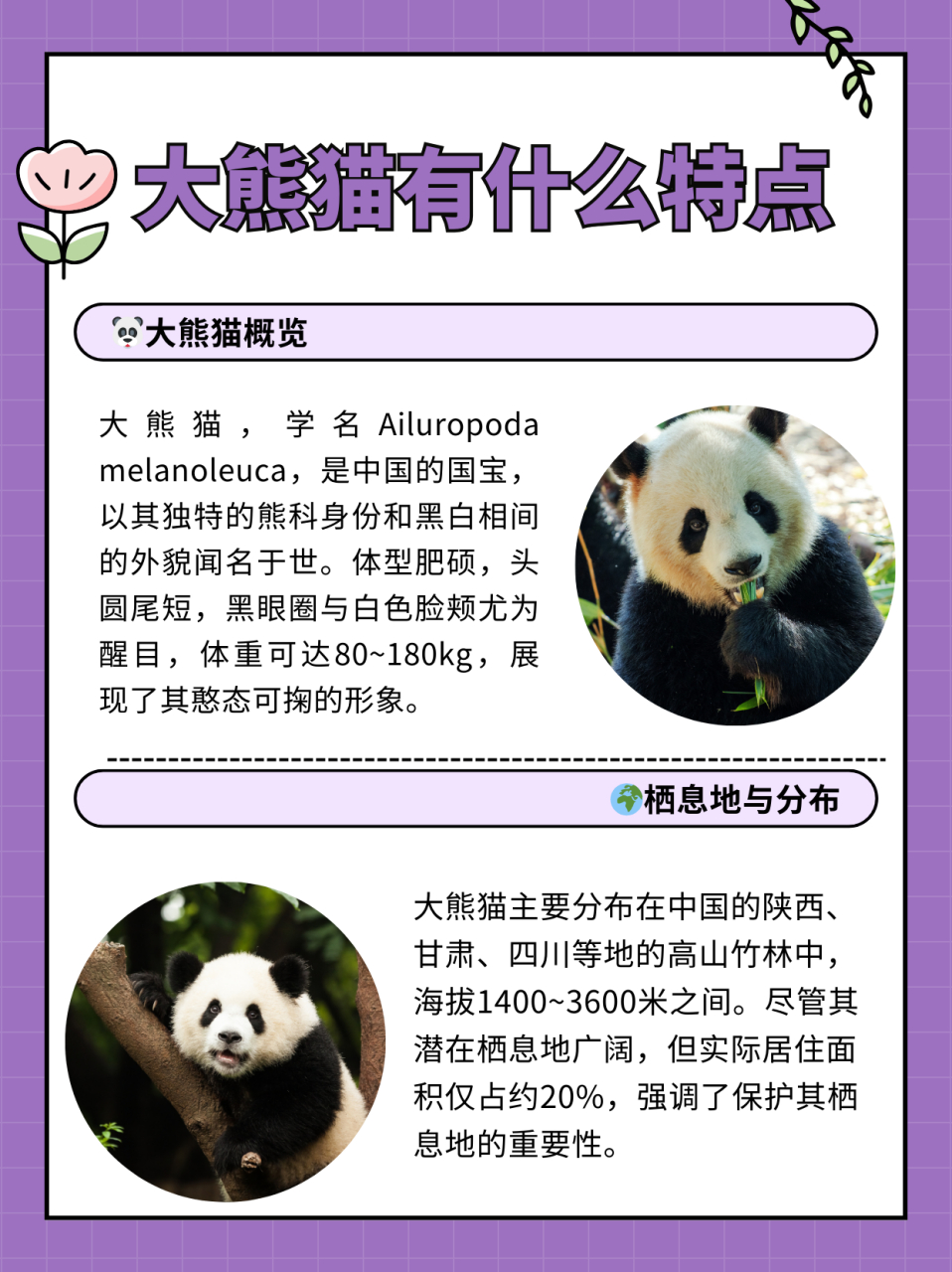 科普展现:熊猫名字（熊猫名字有哪些）