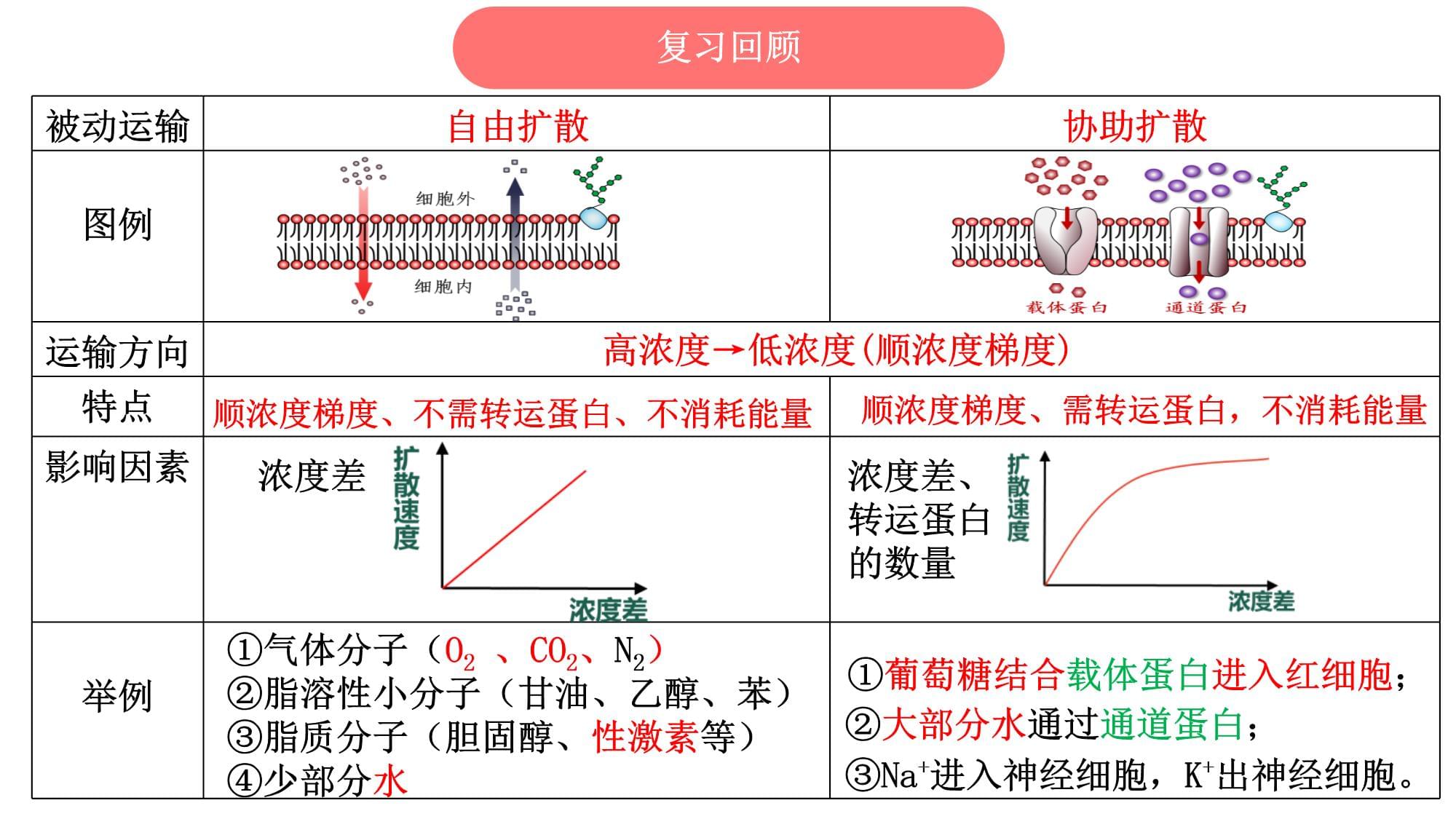 主动运输例子