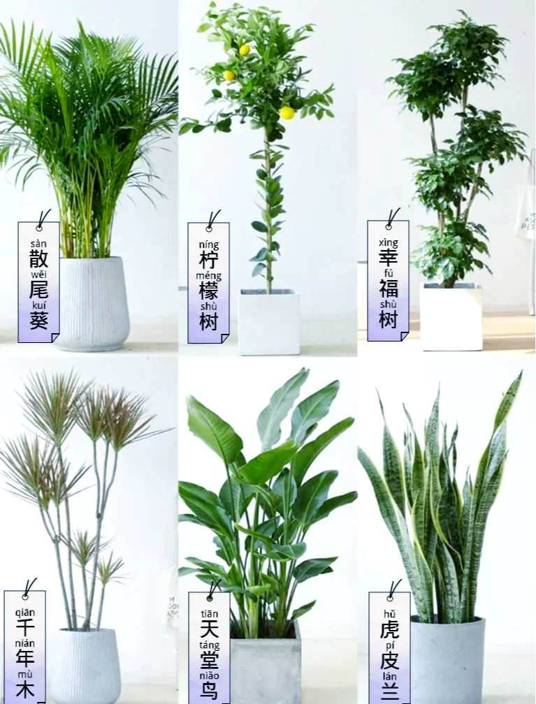 关于厕所植物风水的信息