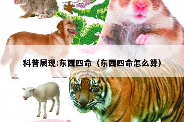 科普展现:东西四命（东西四命怎么算）