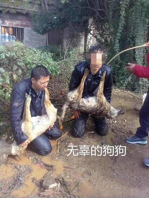 偷狗的完美方法,偷狗的完美方法在线观看全集