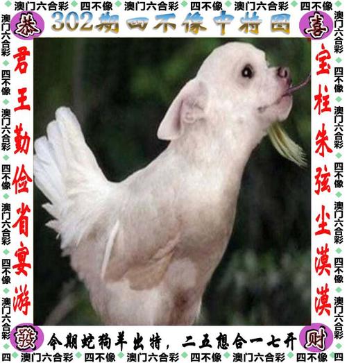 20234澳门一肖一码精准,